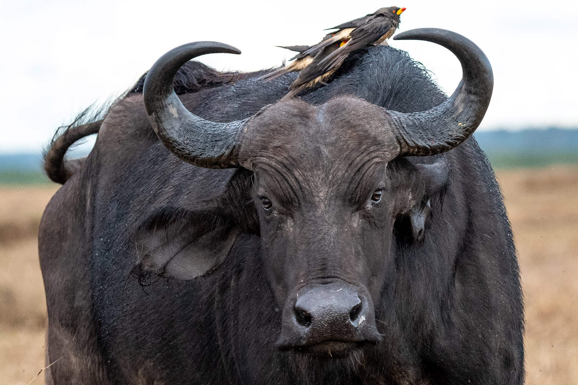 Buffel - Nyati