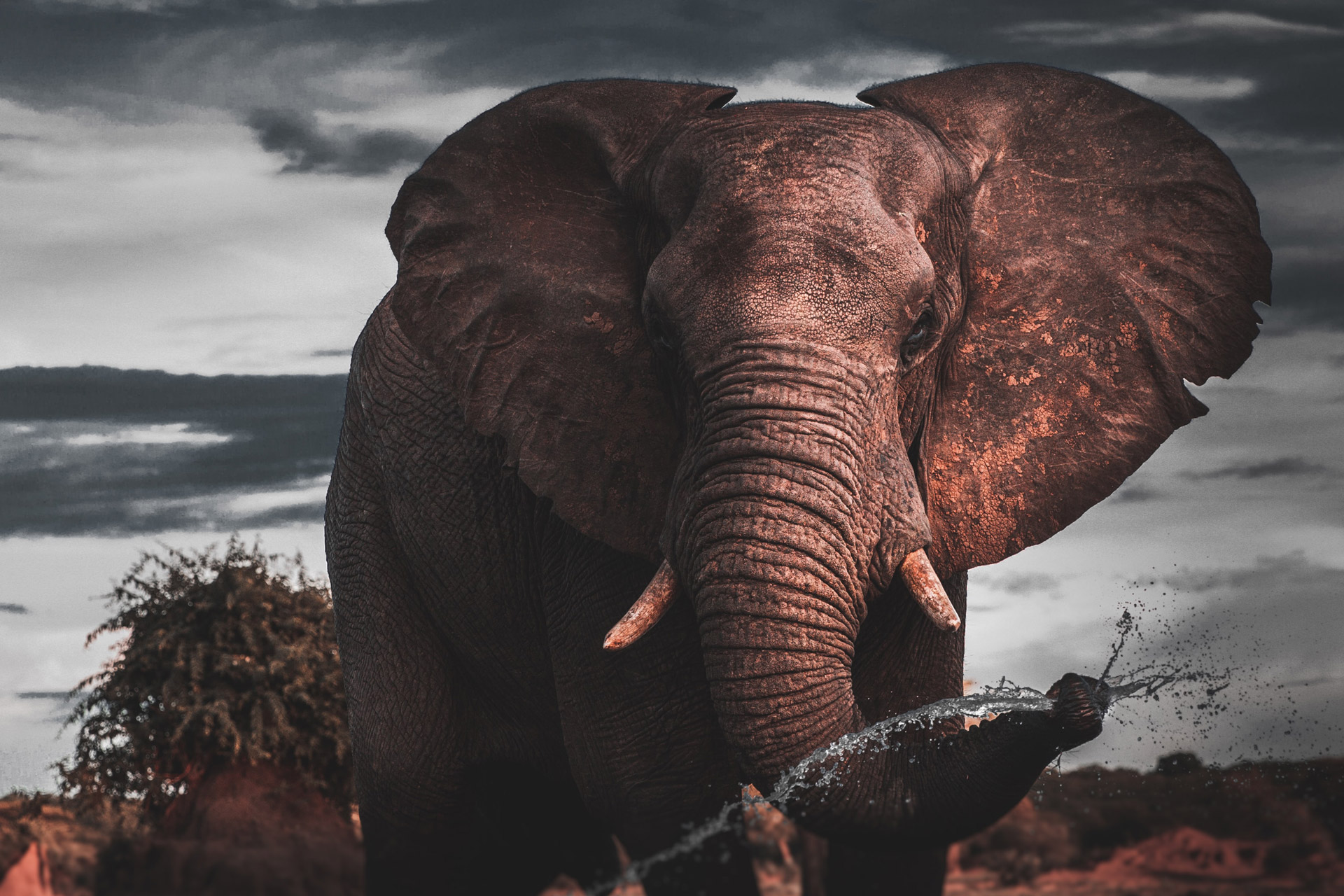 Elefant - Tembo - Ett av Afrikas största djur