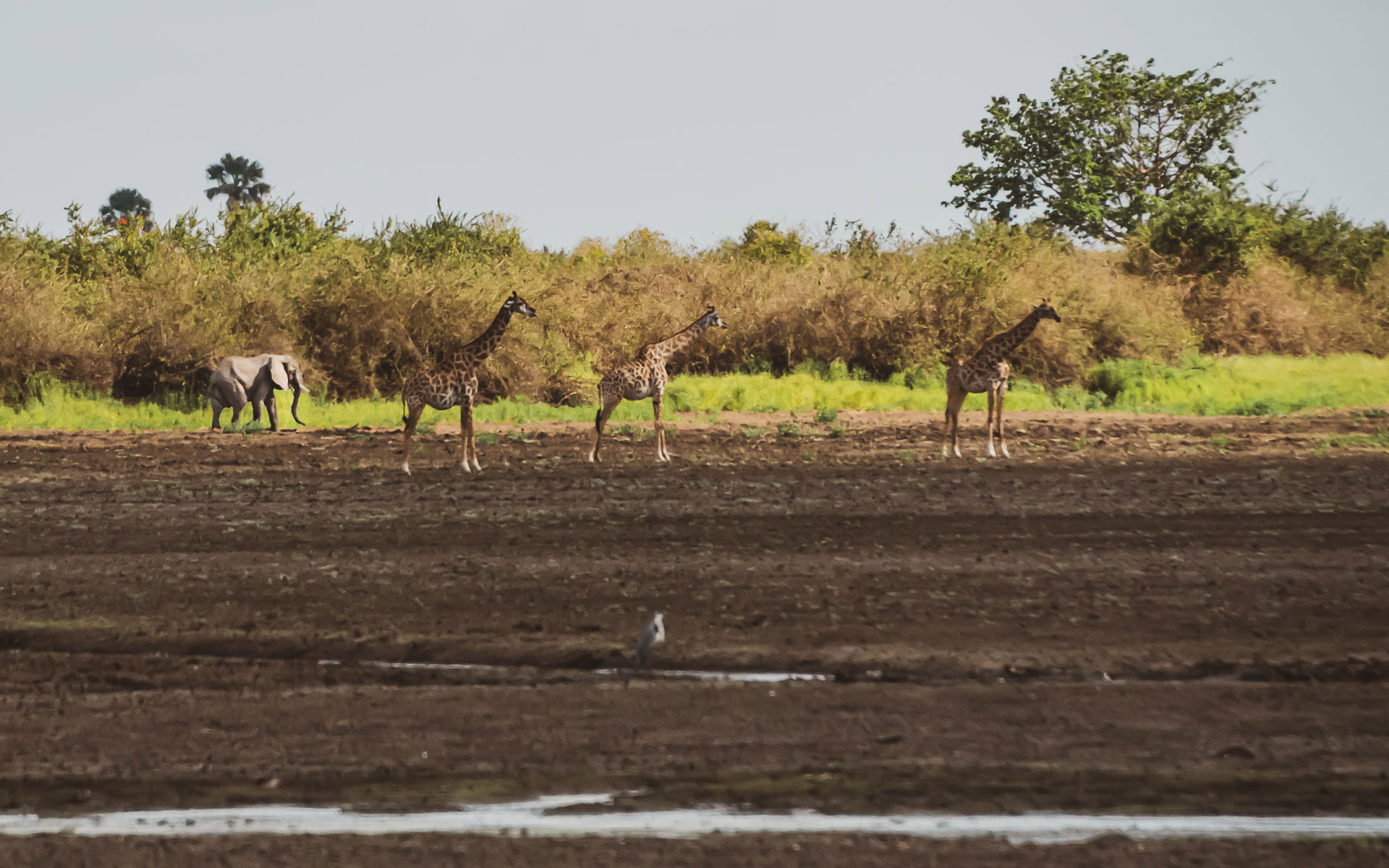 Elefant och giraffer tillsammans - Tanzania